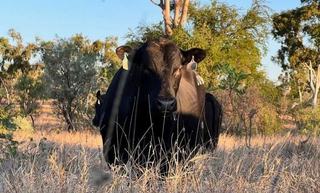 Exceptional Cattle Breeding & Fattening Property For Sale North QLD