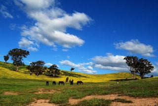 World Class Horse Properties For Sale Australia