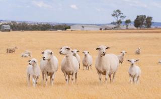 First Class Mixed Farm For Sale NSW Riverina