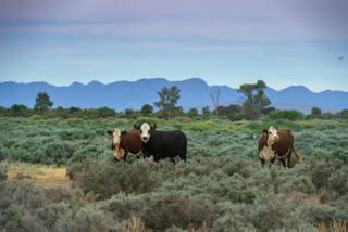 Unique Rural Property For Sale South Australia