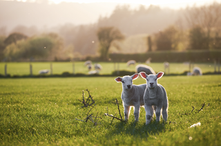 Australia's Best Cattle Farms, Sheep Farms And Dairy Farms For Sale