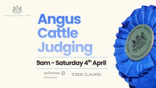 Angus Cattle Judging