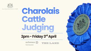 Charolais Cattle Judging