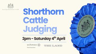 Shorthorn Cattle Judging