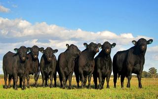 Versatile SA Rural Property For Sale Boasts Secure Water + Substantial Infrastructure