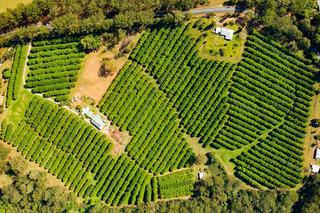 Your Guide to Finding the Perfect Macadamia Farm for Sale