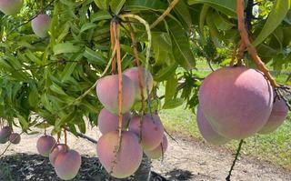 Mango Farms For Sale Offer Investment Upside On Positive Growth Projections