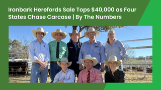 Ironbark Herefords 2026 bull sale tops $40,000 as carcase traits draw four-state buyers to Barraba