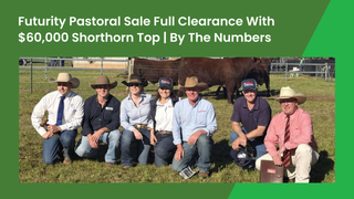 Futurity Pastoral achieves full clearance with $60,000 Shorthorn topper at 2026 Baradine bull sale