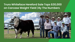 Truro Whiteface Hereford bull sale tops at $30,000 as carcase weight and yield draw strong Queensland demand