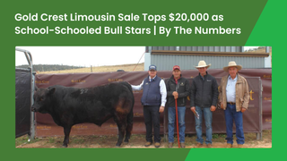 School-schooled bull tops Gold Crest Invitational Limousin sale at $20,000 as averages climb