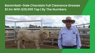 Barambah-Dale Charolais achieves full clearance and $1.1 million gross with $29,000 top bull near Dalby