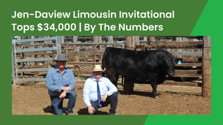 Former Ekka junior champion Limousin tops the 2026 Jen-Daview invitational sale at $34,000