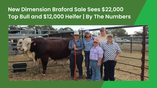 MCN stud claims both top-priced bull and female at 2026 New Dimension Braford sale