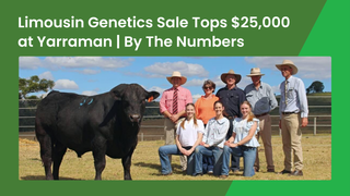 Commercial producer secures the $25,000 top bull at the 2026 Limousin Genetics multi-vendor sale at Yarraman