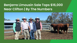 Red bulls lead the Benjarra Limousin sale as top-priced Benjarra V34 reaches $16,000 near Clifton