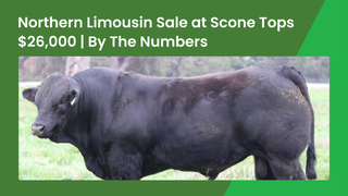 Return buyers lift the Northern Limousin Breeders Sale at Scone to a $26,000 top and a 41-of-43 clearance