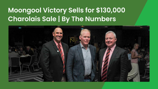Moongool Victory sells for $130,000 at the National Charolais Sale, the second-highest Charolais price in Australia, bound for a Taroom Brahman operation