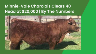 Victorian finisher secures $20,000 top-priced Charolais bull as Minnie-Vale clears all 40 head