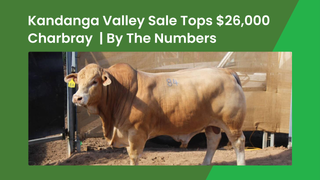 Charbray bull tops 2026 Kandanga Valley Stud sale at $26,000 as Charolais lift the average