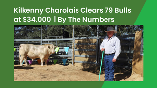 Kilkenny Charolais sale at Woolooga soars to a $34,000 top and full clearance of 79 bulls
