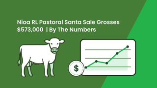 Volume buyers dominate the Nioa and RL Pastoral Santa Gertrudis sale as 50 bulls gross $573,000 and the top bull makes $40,000