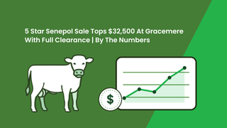 5 Star Senepol sale tops $32,500 at Gracemere with complete clearance