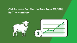 Old Ashrose Merino stud's annual auction tops at $11,500 for a station-bound Poll Merino ram