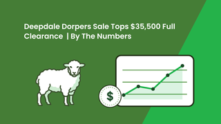 Full clearance of 151 rams tops at $35,500 for a $5429 average at the Deepdale Dorpers spring sale
