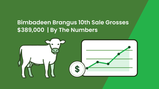 Bimbadeen Brangus' 10th sale grosses $389,000 as a 797kg homozygous poll bull tops the auction