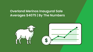 Overland Merinos' inaugural auction clears all 60 rams for a $4075 average and an $8000 top at Bogan Gate
