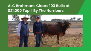 ALC Brahmans bull sale posts 100 per cent clearance with bulls to $21,000 heading across three states