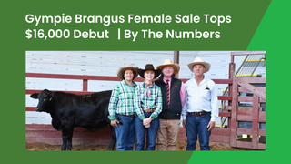 Inaugural Gympie Brangus and Ultrablack Female Sale sees top heifer reach $16,000 amid an 84 per cent stud clearance
