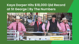 Kaya Dorper ram makes believed new Queensland record of $18,000 at St George multi-vendor sale