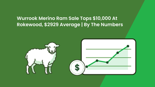 Wurrook Merino ram sale tops $10,000 at Rokewood for a $2929 average