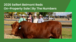 Seifert Belmont Reds 2026 Sale Clears 100 Per Cent With $10,985 Bull Average and $24,000 Top at Dalby