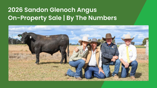 Sandon Glenoch Angus 2026 Sale Delivers Solid $7,811 Average at Chinchilla Ahead of 2027 Herd Dispersal