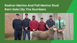 New Interstate Interest Lifts Radnor Merino and Poll Merino Ram Sale to $1,450 Average With $4,400 Top at Langhorne Creek