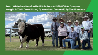 Truro Whiteface Hereford bull sale tops at $30,000 as carcase weight and yield draw strong Queensland demand