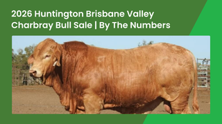 Three Bulls Top the 2026 Huntington Brisbane Valley Charbray Bull Sale at $14,000
