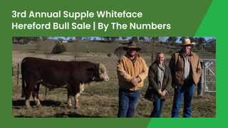 Supple Whiteface Third Annual Hereford Bull Sale Lifts Average to $7,845 With $13,000 Equal Top at Llangothlin