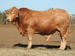 Three Bulls Top the 2026 Huntington Brisbane Valley Charbray Bull Sale at $14,000
