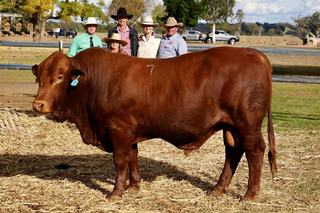 Seifert Belmont Reds 2026 Sale Clears 100 Per Cent With $10,985 Bull Average and $24,000 Top at Dalby