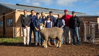Karawatha Park Notches Full Clearance and $3,004 Average at 24th On-Property Merino Ram Sale Near Kimba