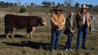 Supple Whiteface Third Annual Hereford Bull Sale Lifts Average to $7,845 With $13,000 Equal Top at Llangothlin