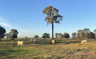 Productive, Versatile Rural Property For Sale QLD Western Downs