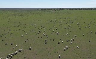 Prime Cattle Breeding Property For Sale With Excellent Infrastructure