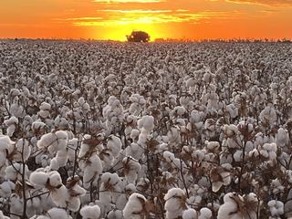 Premium Irrigated Farmland For Sale NSW