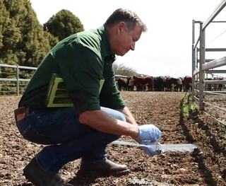 Cattle worm resistance is affecting more farms - how can you check your status and protect your cattle?