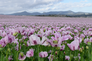 Farms for Sale Tasmania North West Coast